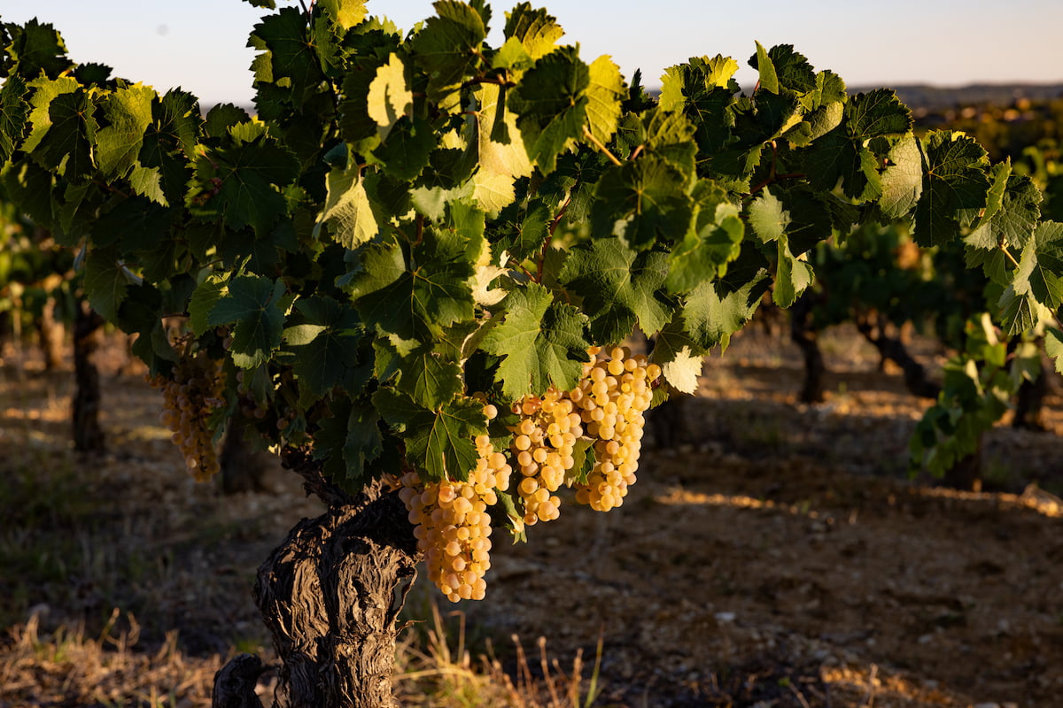 Cave d'Adissan - Clairette d'Adissan - Terroir d'Adissan : une alchimie géologique et climatique unique