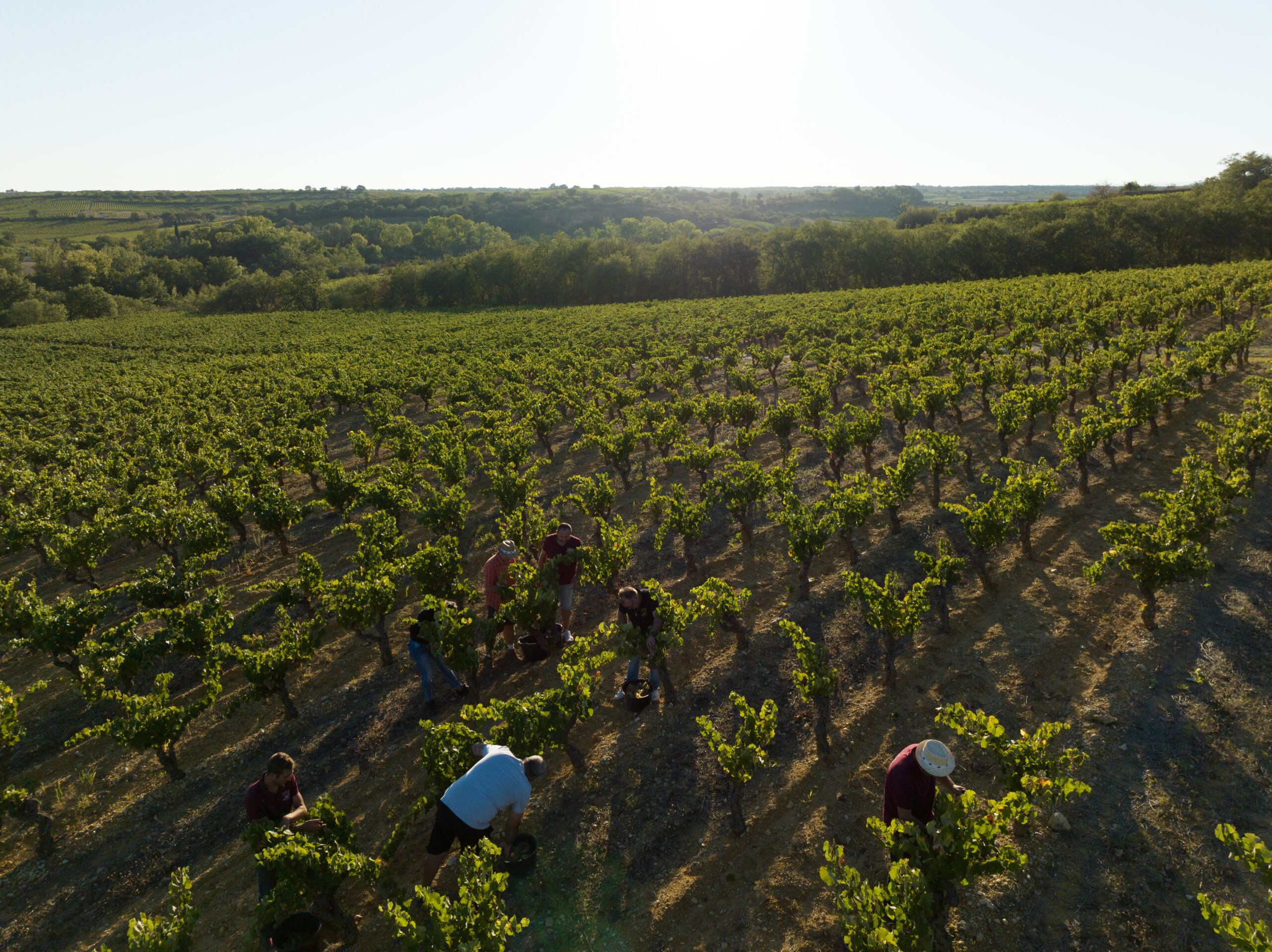 Vendanges 2025 Clairette d’Adissan : une qualité remarquable